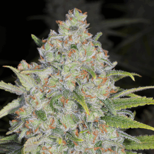 Sour Diesel x Emerald OG