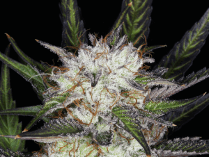 Blue Dream