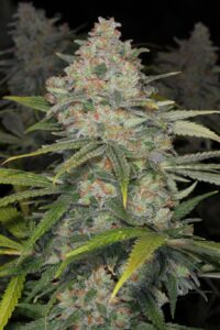 Blue Dream Seeds