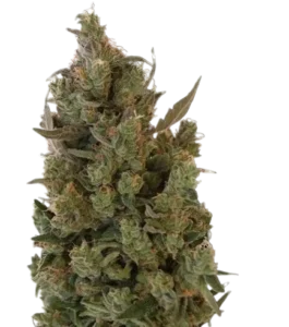 Blue Cheese