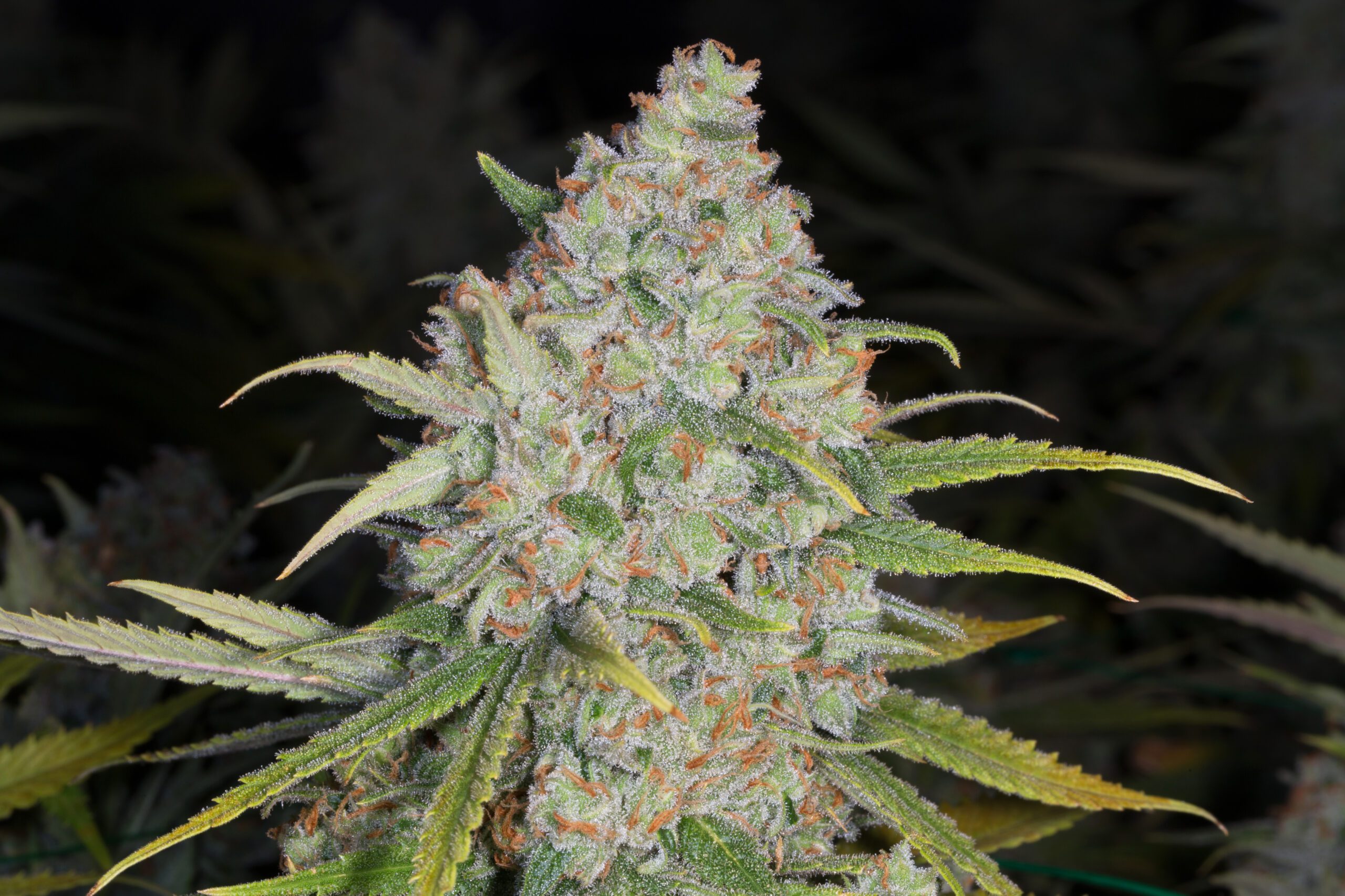 Blue Dream x Alpine Haze