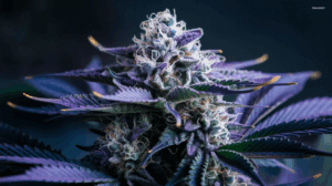 Cooking with Blue Dream: Edible Recipes and Dosing Guide