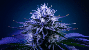Medical Benefits of Blue Dream: Research and Patient Experiences