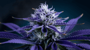 Blue Dream for Sleep: Does It Really Help Insomnia?