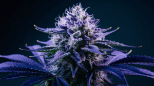 Cooking with Blue Dream: Edible Recipes and Dosing Guide