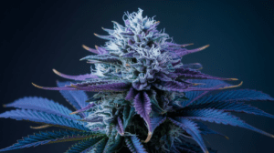 Blue Dream for Beginners: What to Expect Your First Time
