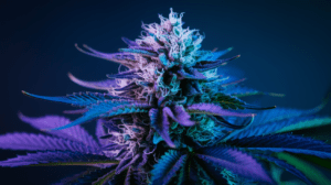 Why Blue Dream is Perfect for Social Settings