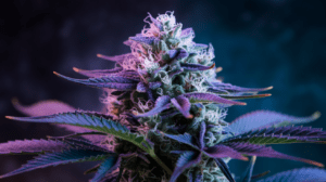 Blue Dream for Pain Management: User Experiences