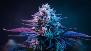 Blue Dream Concentrates: Wax, Shatter, and Live Resin