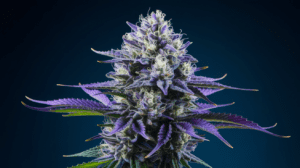 Why Blue Dream is Perfect for Social Settings