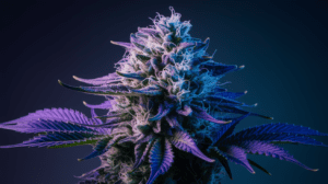 Blue Dream Consumption Methods: Smoking, Vaping, and Beyond