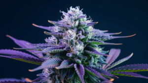 Why Blue Dream is Perfect for Social Settings