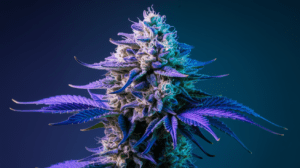 Cooking with Blue Dream: Edible Recipes and Dosing Guide