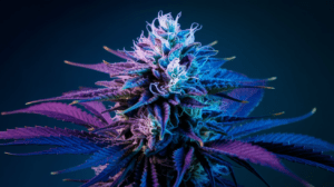 Blue Dream Genetics: Parent Strains and Lineage History