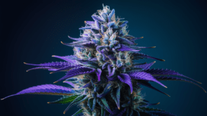 Blue Dream Side Effects: What You Should Know