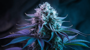 Pairing Blue Dream with Food and Beverages