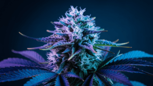 Blue Dream Side Effects: What You Should Know