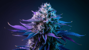 Blue Dream Growing Tips: Indoor vs Outdoor Cultivation Guide