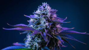 Blue Dream Consumption Methods: Smoking, Vaping, and Beyond