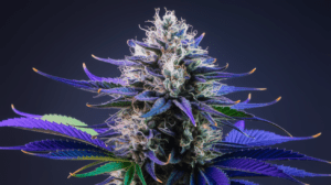Blue Dream and Creativity: Why Artists Love This Strain
