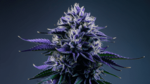 Cooking with Blue Dream: Edible Recipes and Dosing Guide