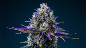 Blue Dream Side Effects: What You Should Know